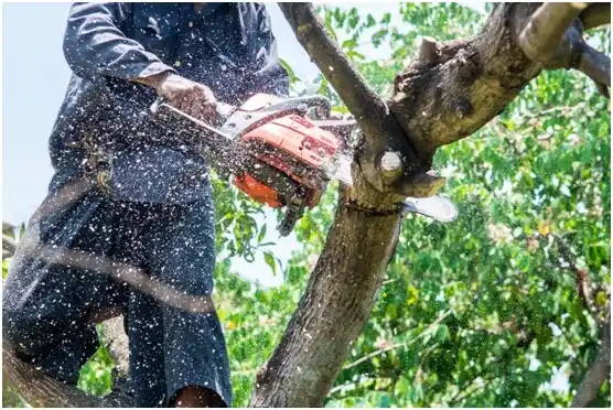 tree services Gauley Bridge